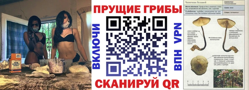 Псилоцибиновые грибы Cubensis  Купить где  Вяземский 